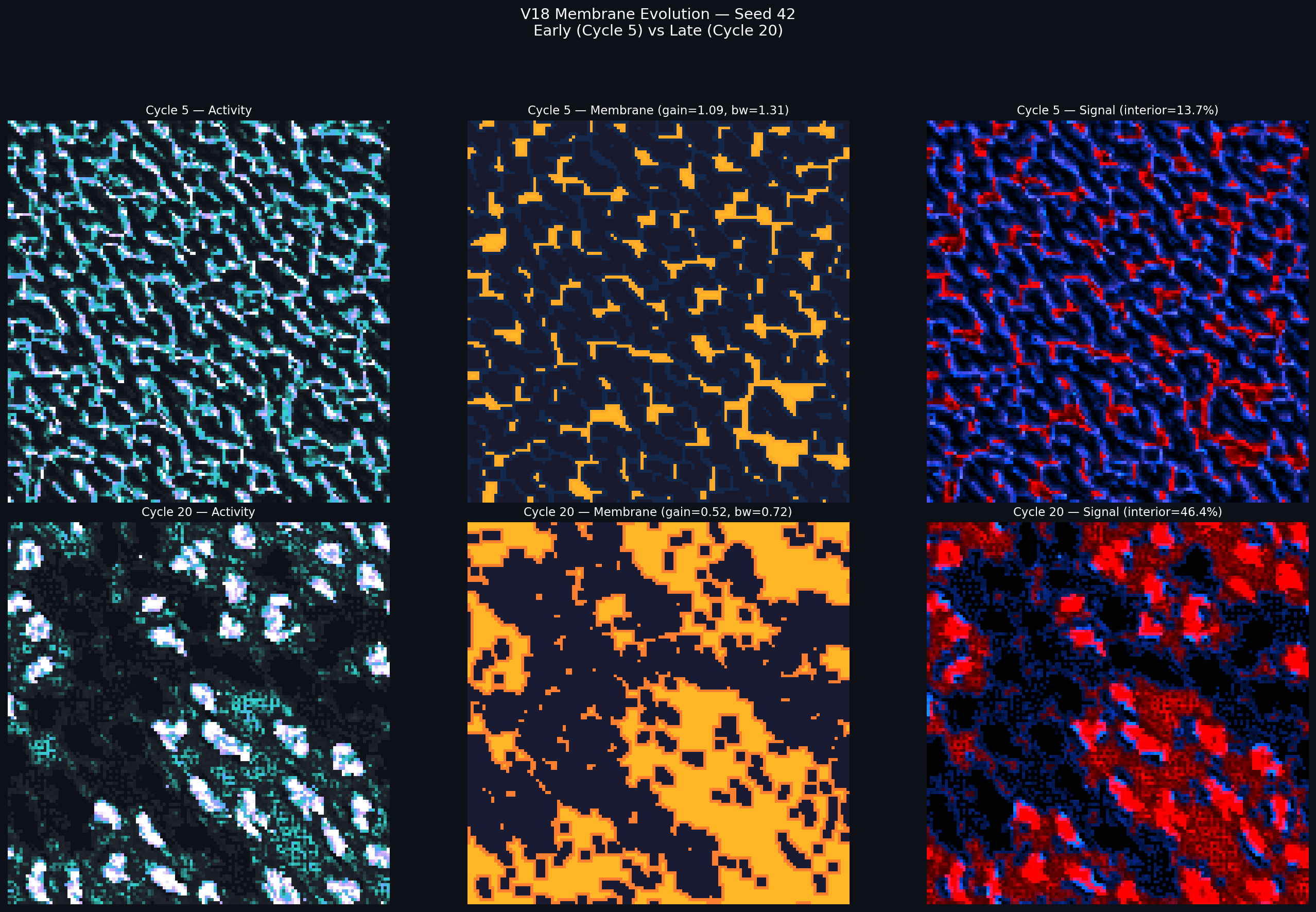 V18 membrane evolution: early vs late cycle comparison for seed 42